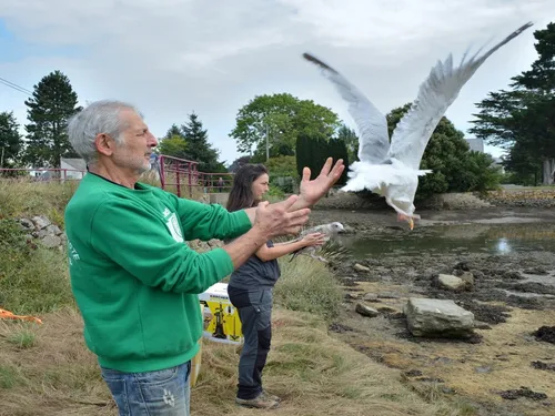 Focus sur le centre de soins des animaux à Languidic